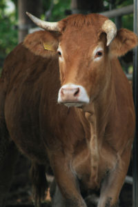 stalla6